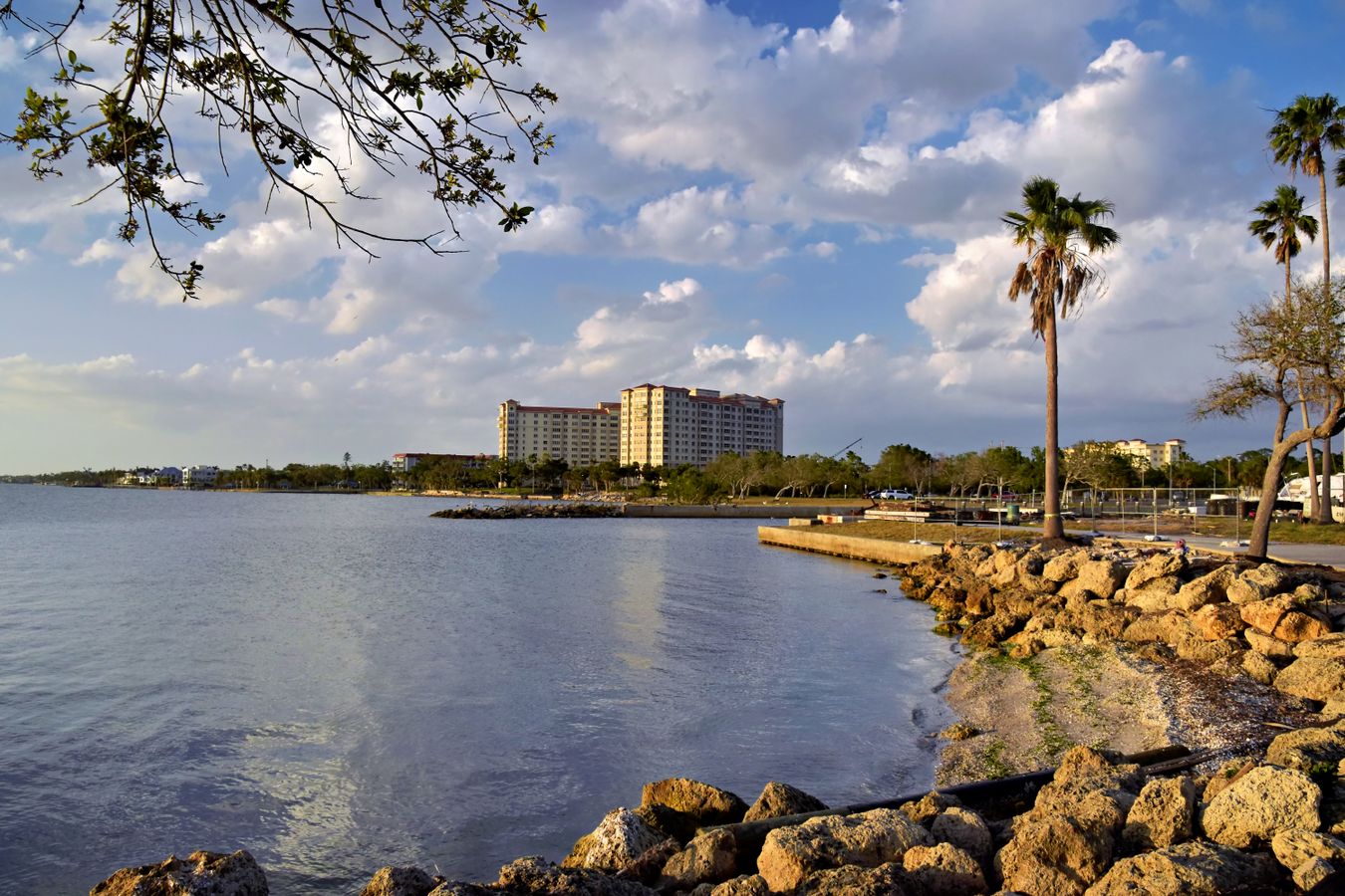 Palm trees along a calm Southwest Florida waterfront under a blue sky